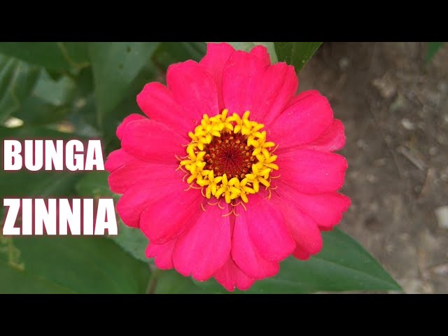 Detail Jenis Bunga Zinnia Nomer 32