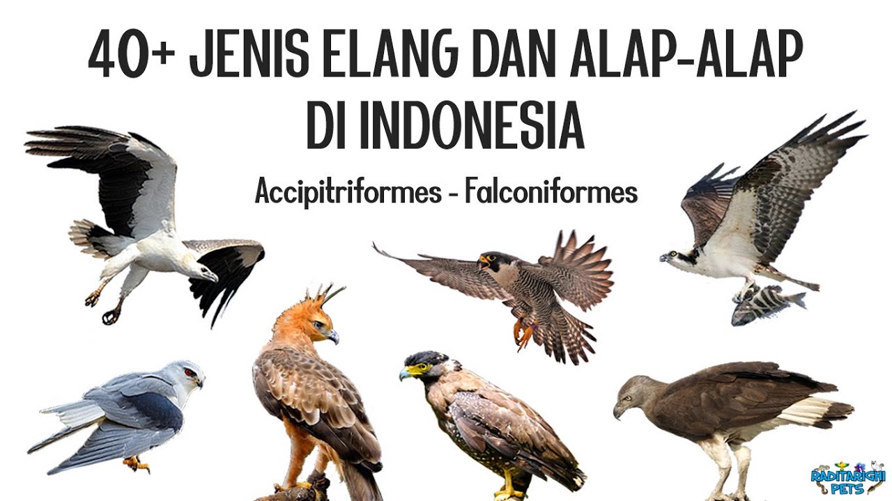 Detail Jenis Burung Alap Alap Nomer 9