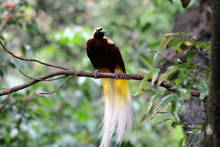 Detail Jenis Burung Ekor Panjang Nomer 8