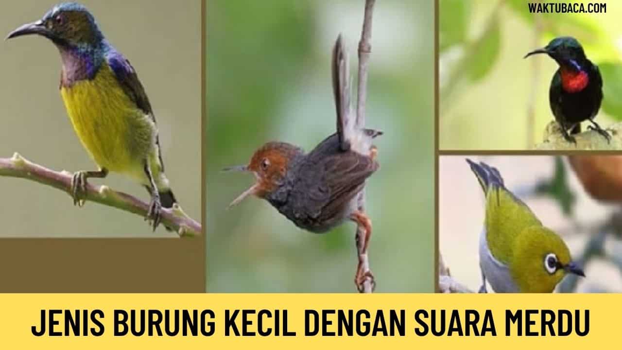 Detail Jenis Burung Kecil Nomer 24