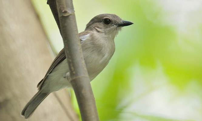 Detail Jenis Burung Kecil Nomer 31