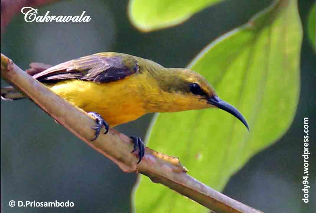 Detail Jenis Burung Kecil Paruh Panjang Nomer 23