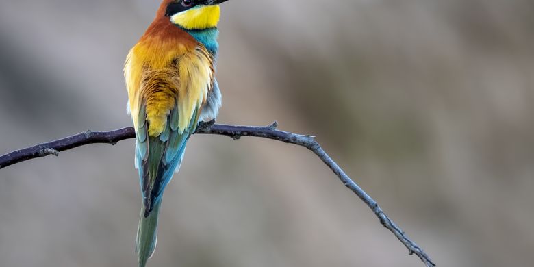 Detail Jenis Burung Kecil Paruh Panjang Nomer 32