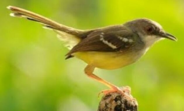 Detail Jenis Burung Kecil Paruh Panjang Nomer 7