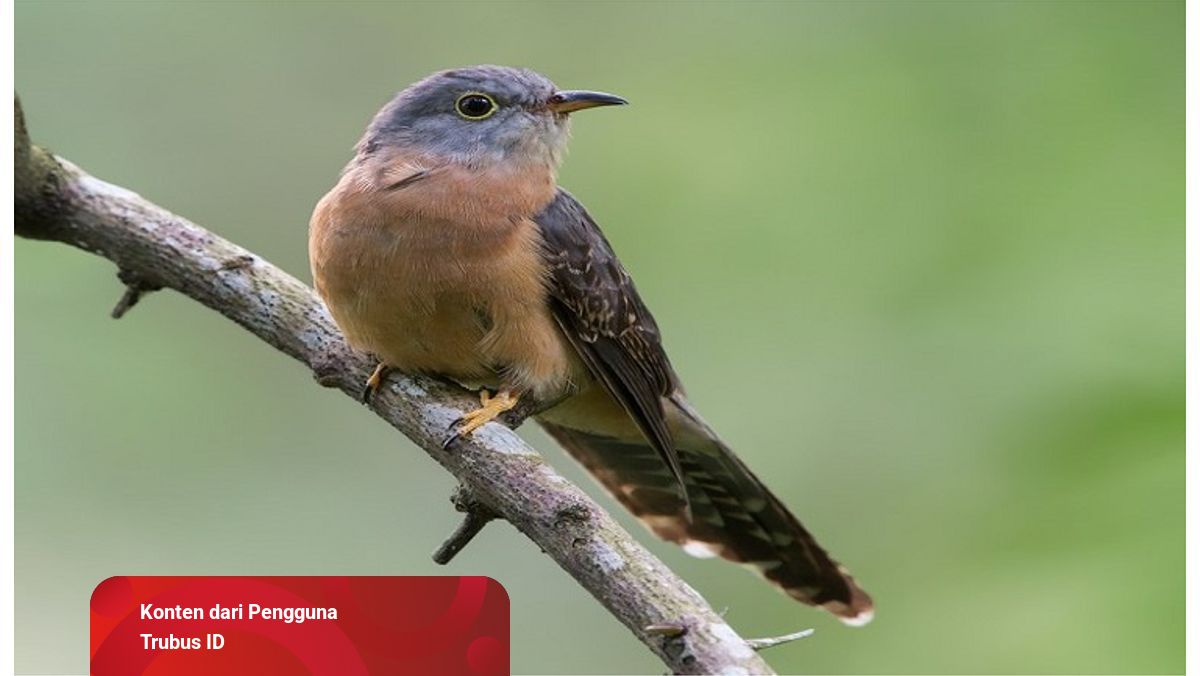 Detail Jenis Burung Kecil Warna Coklat Nomer 26