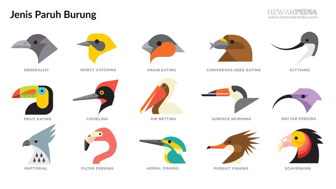 Detail Jenis Burung Paruh Panjang Nomer 39