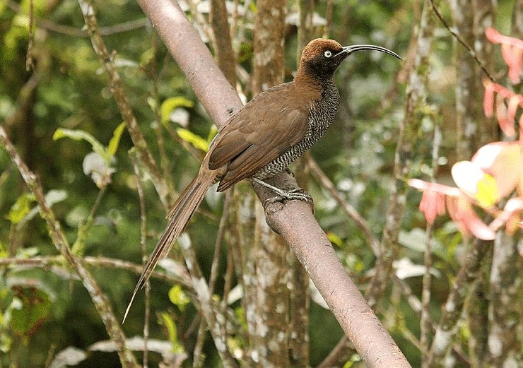 Detail Jenis Burung Paruh Panjang Nomer 52