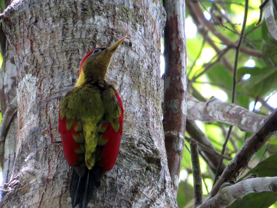 Detail Jenis Burung Pelatuk Nomer 21