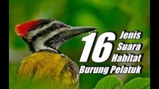 Detail Jenis Burung Pelatuk Nomer 29