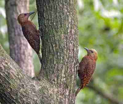 Detail Jenis Burung Pelatuk Nomer 32