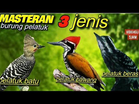 Detail Jenis Burung Pelatuk Nomer 37