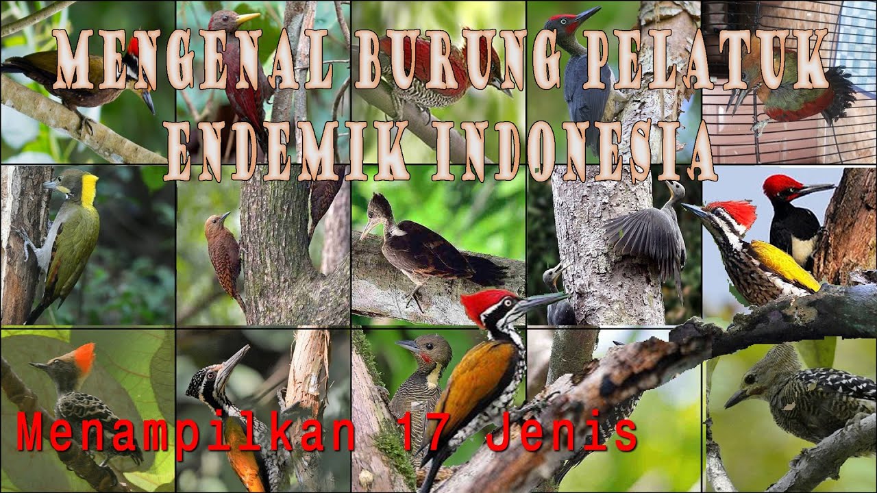 Detail Jenis Burung Pelatuk Nomer 46