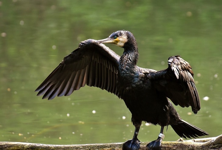 Detail Jenis Burung Pemakan Ikan Nomer 23