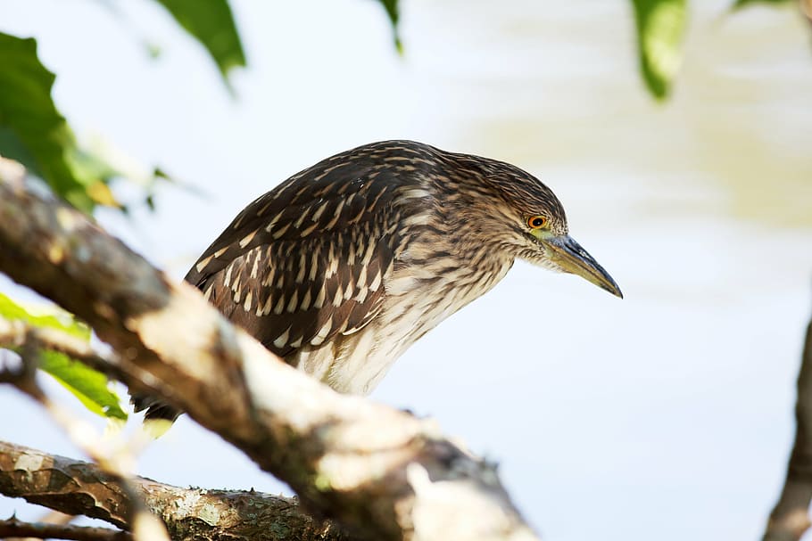 Detail Jenis Burung Pemakan Ikan Nomer 45