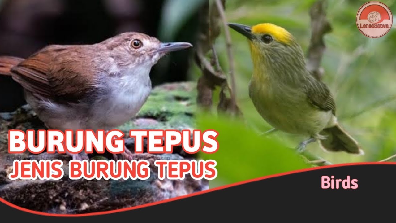 Detail Jenis Burung Tepus Nomer 29