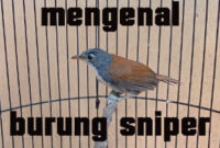 Detail Jenis Burung Tepus Nomer 35