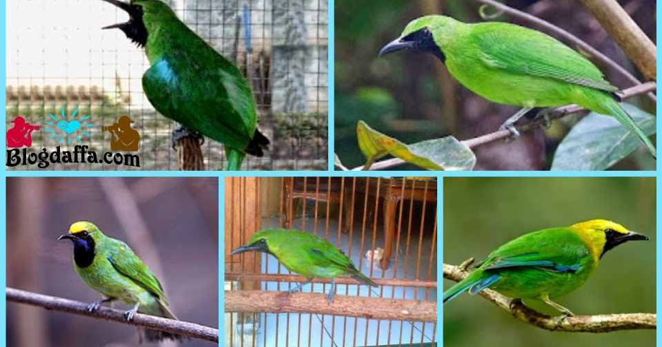 Detail Jenis Burung Warna Hijau Nomer 14