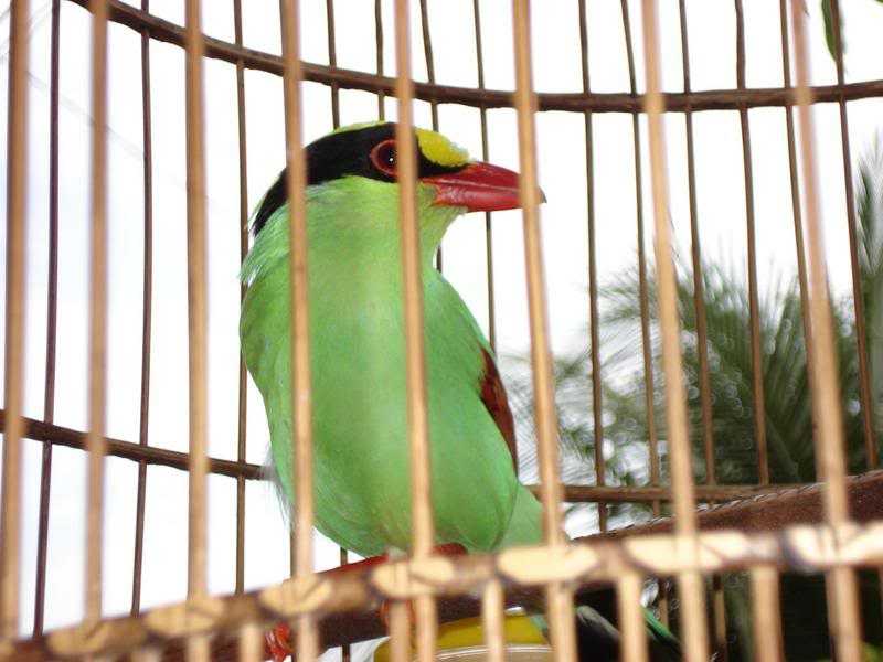 Detail Jenis Burung Warna Hijau Nomer 26