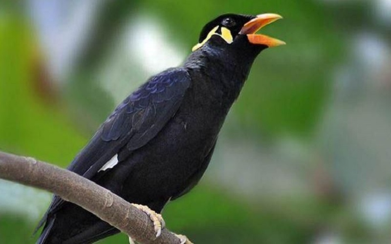 Detail Jenis Burung Warna Hitam Nomer 14