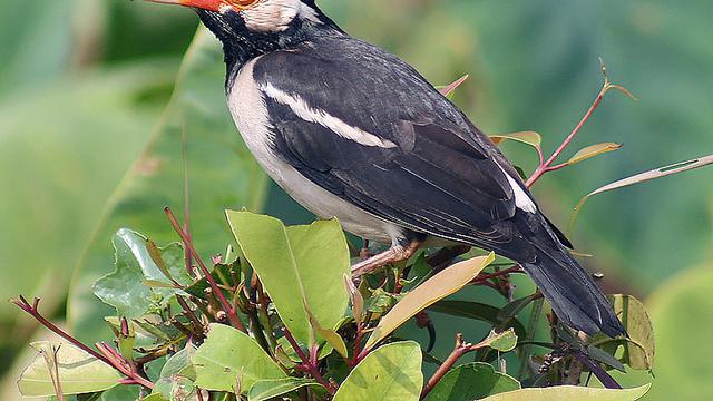 Detail Jenis Burung Warna Hitam Nomer 16