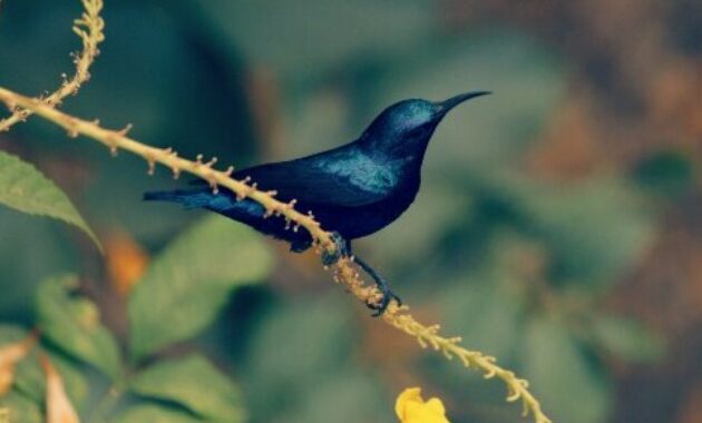 Detail Jenis Burung Warna Hitam Nomer 31