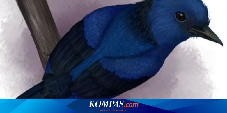 Detail Jenis Burung Warna Hitam Nomer 33