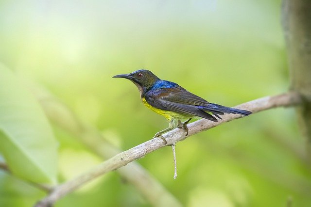 Detail Jenis Burung Warna Hitam Nomer 35