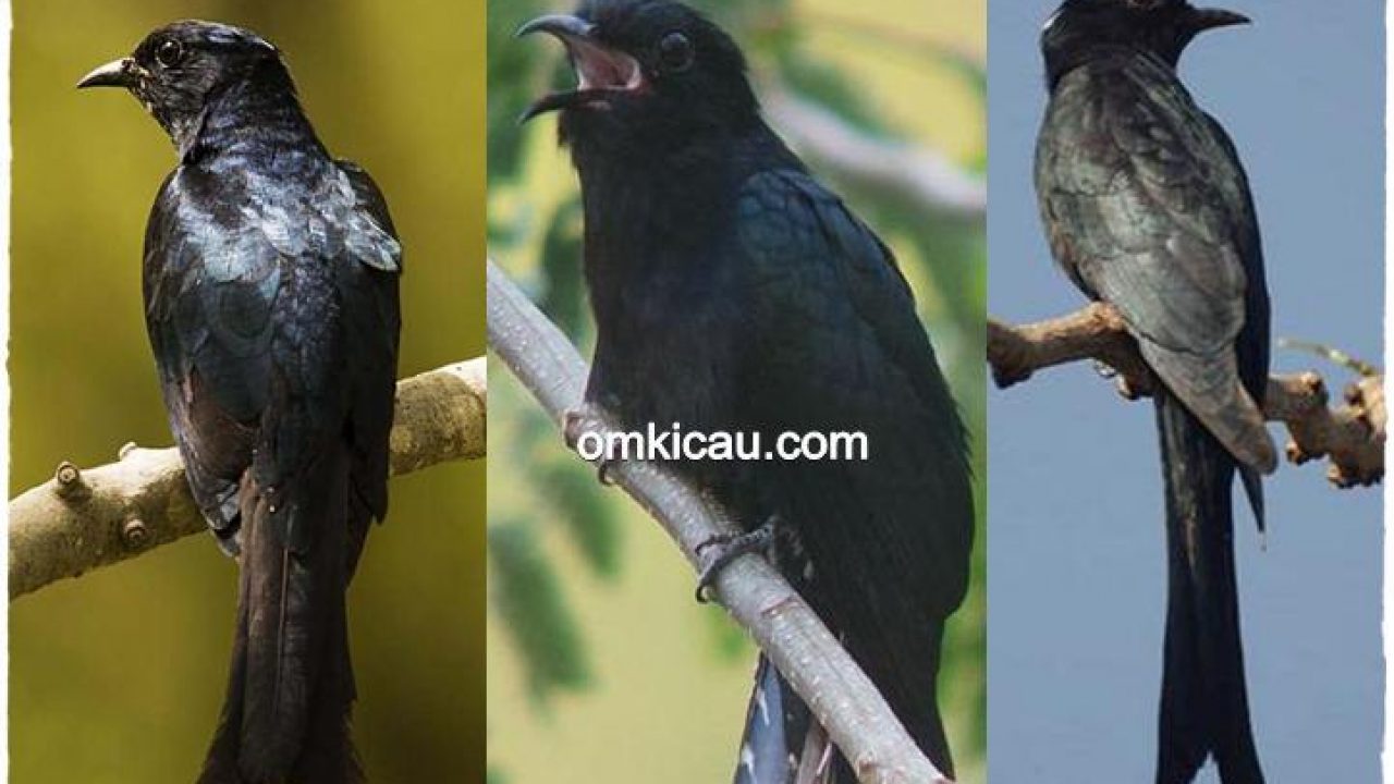 Detail Jenis Burung Warna Hitam Nomer 7