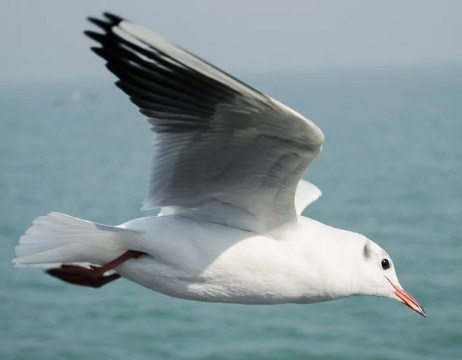 Detail Jenis Dan Gambar Burung Laut Nomer 17