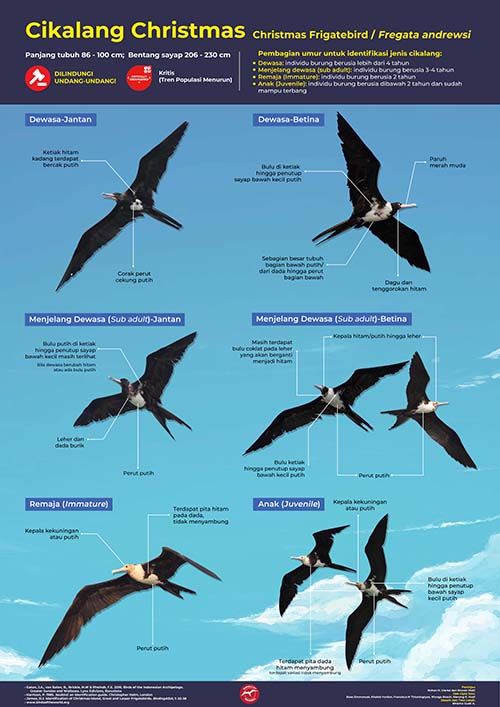 Detail Jenis Dan Gambar Burung Laut Nomer 31