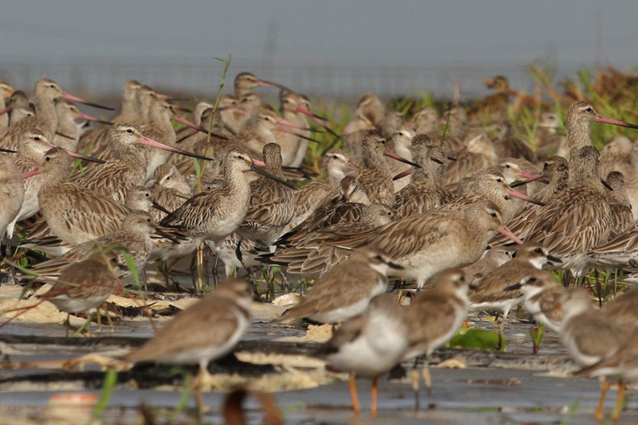 Detail Jenis Dan Gambar Burung Laut Nomer 42