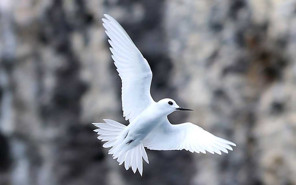 Detail Jenis Dan Gambar Burung Laut Nomer 9