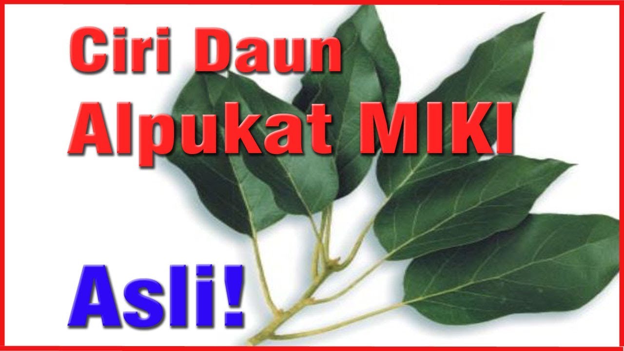 Detail Jenis Daun Alpukat Nomer 11