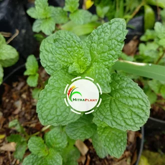 Detail Jenis Daun Mint Dan Gambarnya Nomer 55