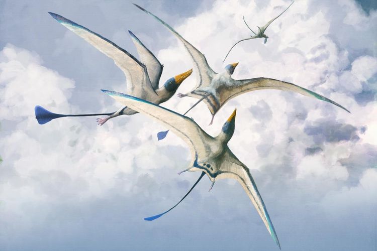 Detail Jenis Dinosaurus Terbang Nomer 37