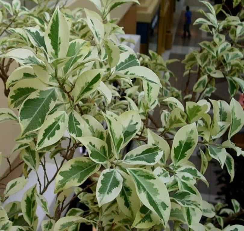 Detail Jenis Ficus Di Indonesia Nomer 10