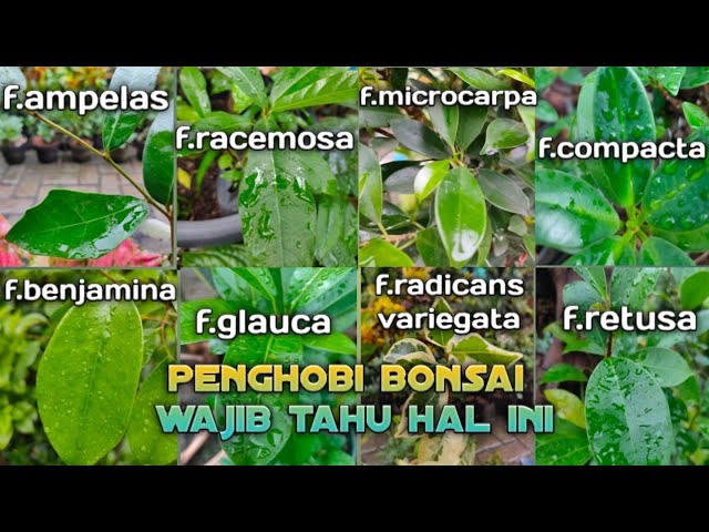 Detail Jenis Ficus Di Indonesia Nomer 21