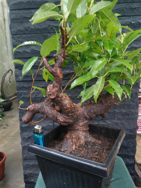 Detail Jenis Ficus Di Indonesia Nomer 22