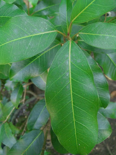 Detail Jenis Ficus Di Indonesia Nomer 25