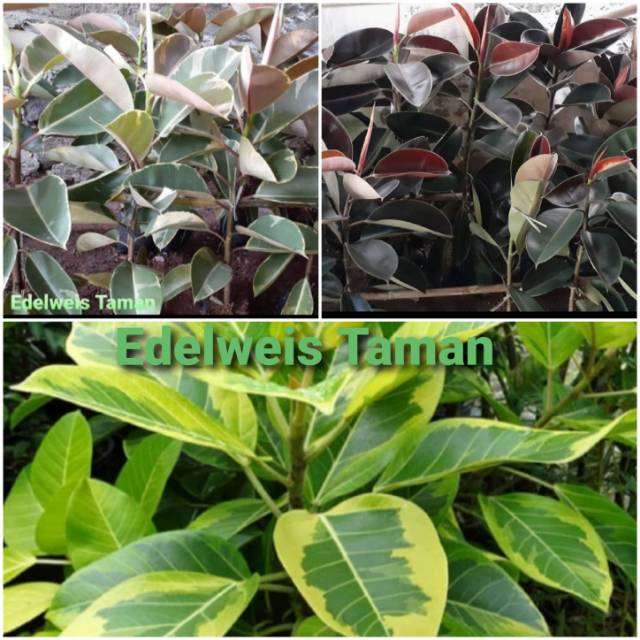 Detail Jenis Ficus Di Indonesia Nomer 4