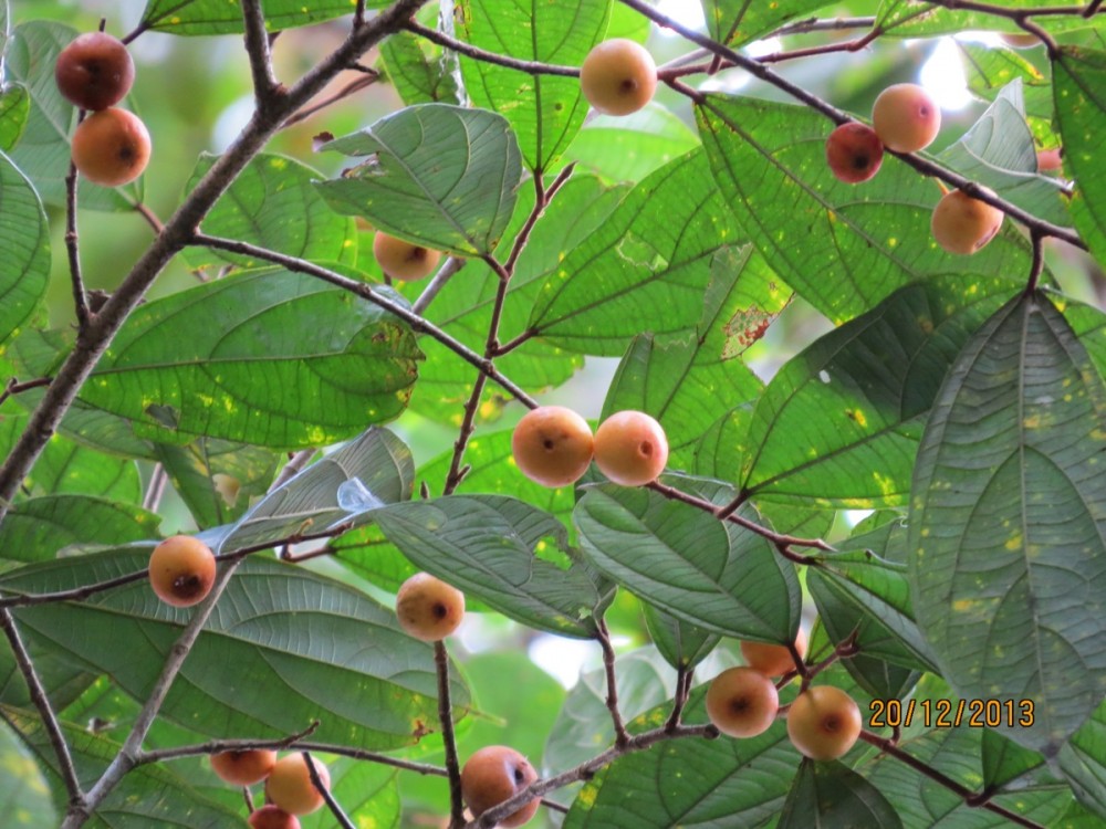 Detail Jenis Ficus Di Indonesia Nomer 37
