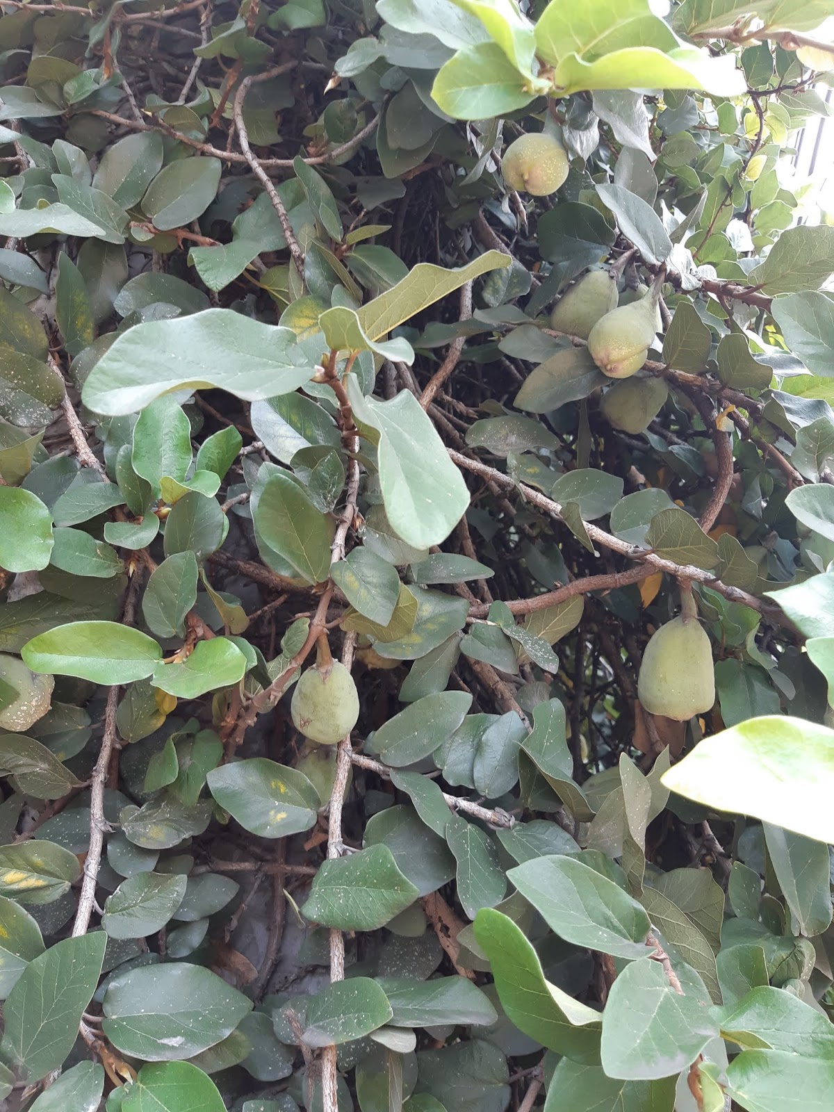 Detail Jenis Ficus Di Indonesia Nomer 40