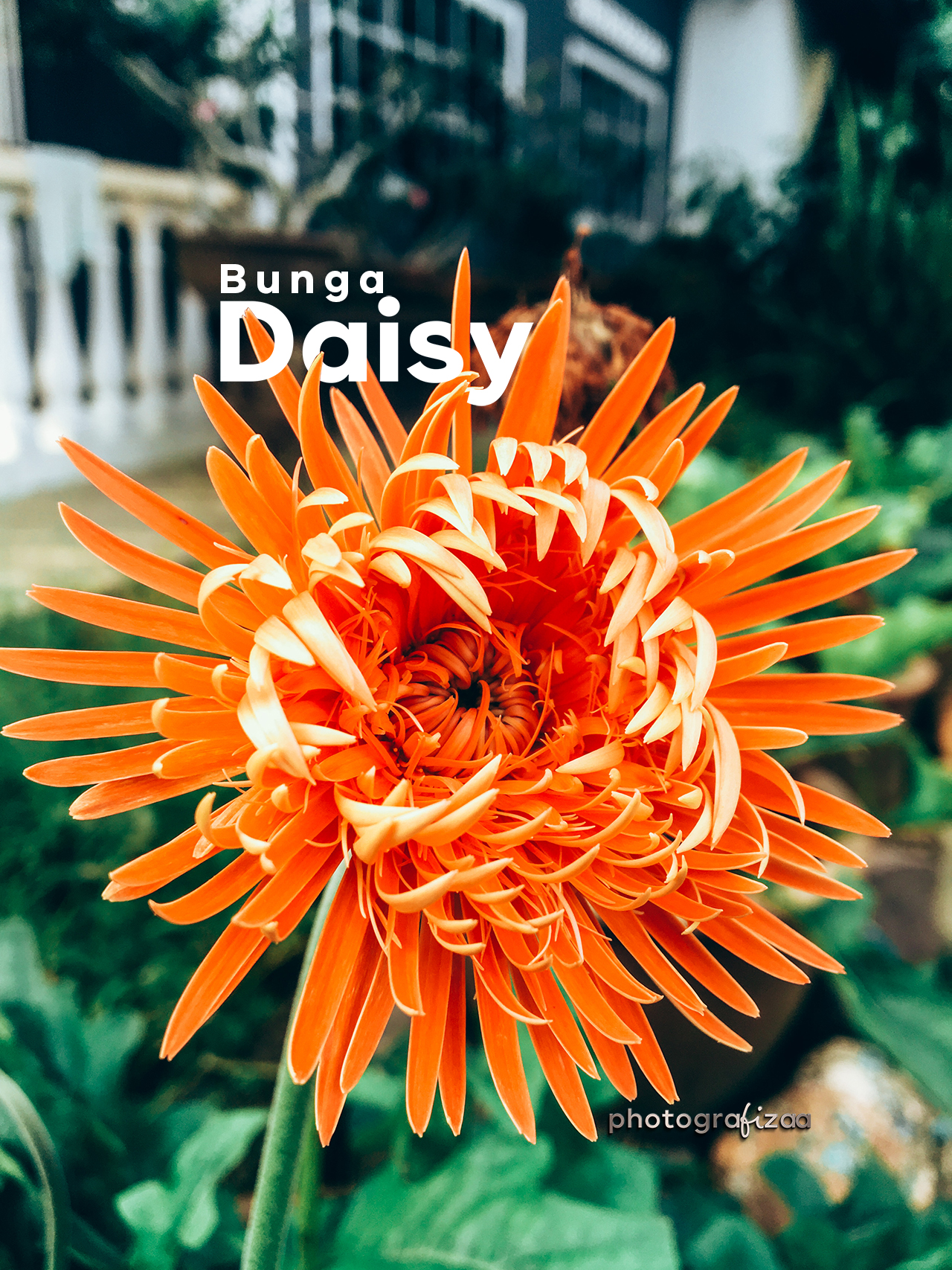 Detail Jenis Gambar Bunga Daisy Nomer 38