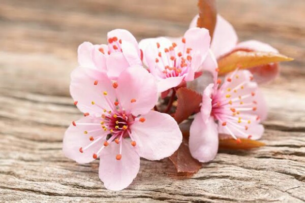 Detail Jenis Gambar Bunga Sakura Nomer 26