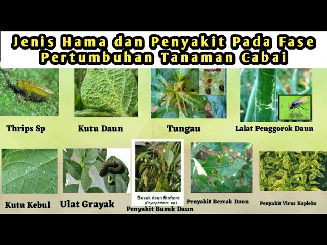 Detail Jenis Hama Serangga Pada Tanaman Dan Gambar Nomer 15