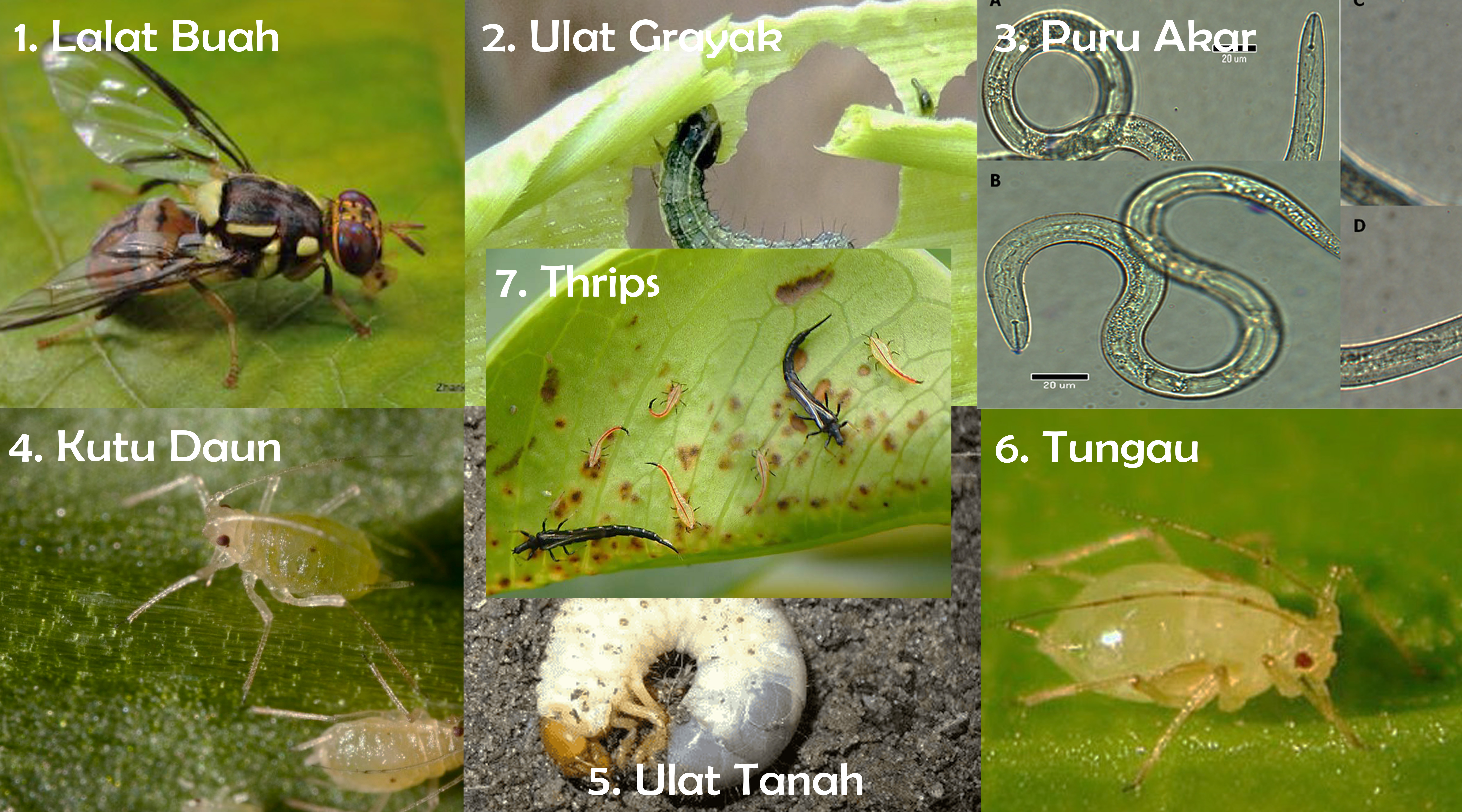 Detail Jenis Hama Serangga Pada Tanaman Dan Gambar Nomer 20