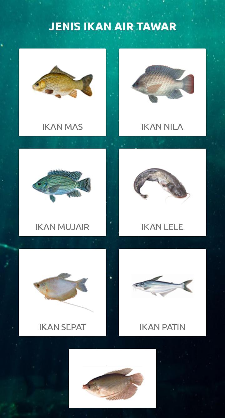 Detail Jenis Ikan Air Tawar Dan Gambarnya Nomer 17