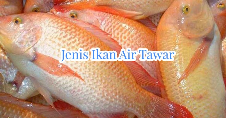 Detail Jenis Ikan Air Tawar Dan Gambarnya Nomer 48