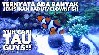 Detail Jenis Ikan Badut Nomer 48