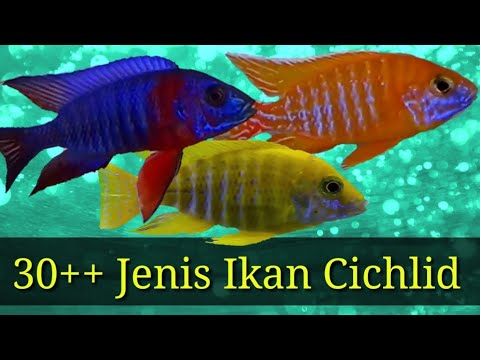 Jenis Ikan Cichlid Afrika - KibrisPDR